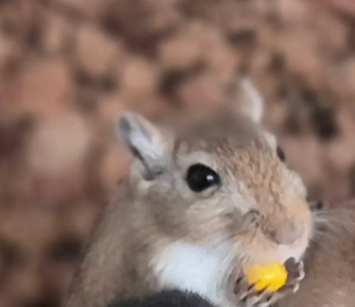 Unbekannt, male young mixed breed for adoption at Tierheim Mülheim, Mülheim