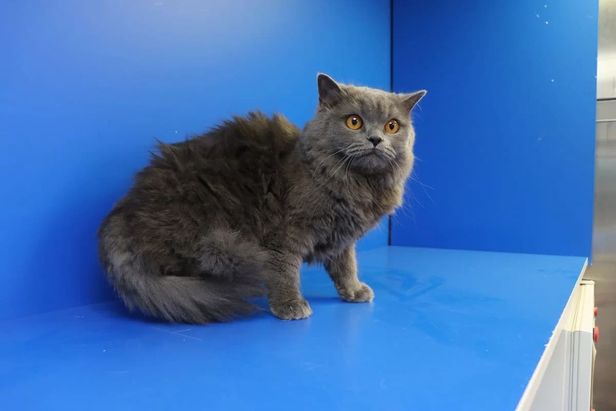 Elli, female 6yo mixed breed for adoption at Tierheim Mülheim, Mülheim