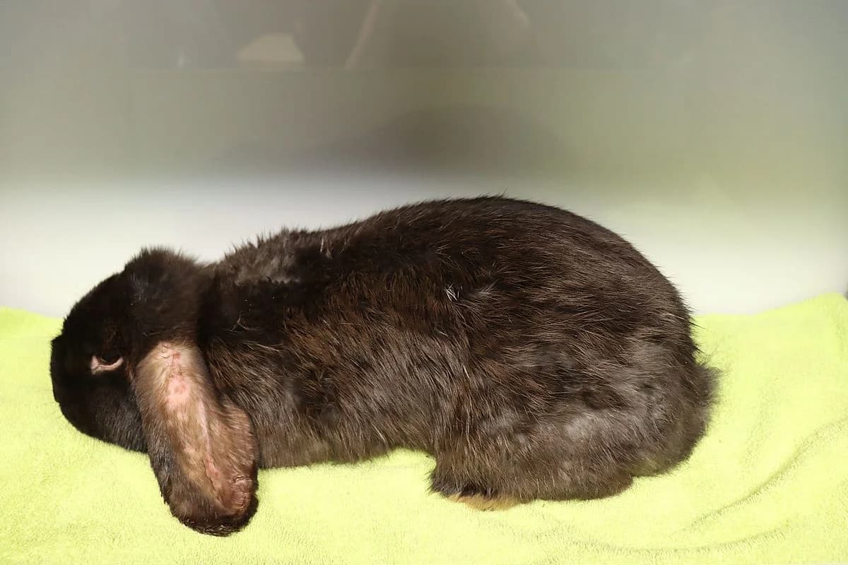 Theodor, male mixed breed for adoption at Tierheim Mülheim, Mülheim