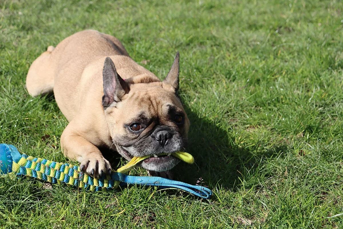 Trudi, female senior French Bulldog for adoption at Tierheim Mülheim, Mülheim