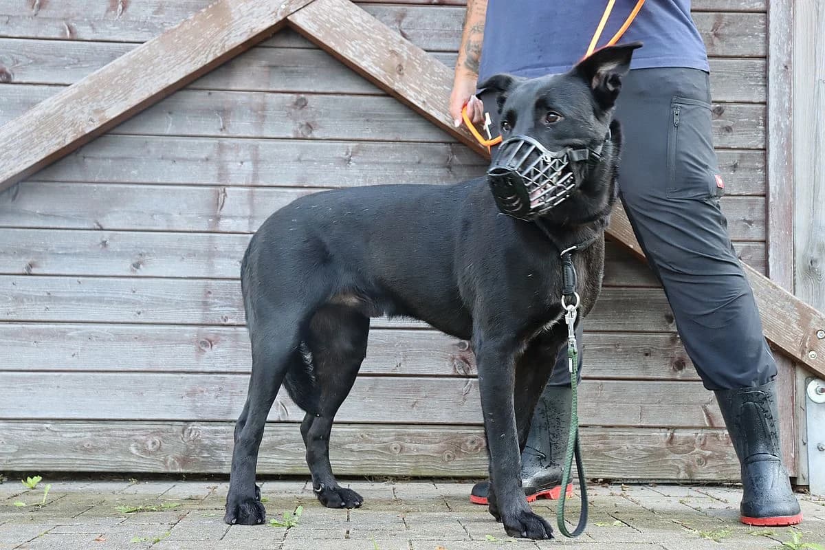 Spencer, male 5yo Labrador Retriever for adoption at Tierheim Mülheim, Mülheim