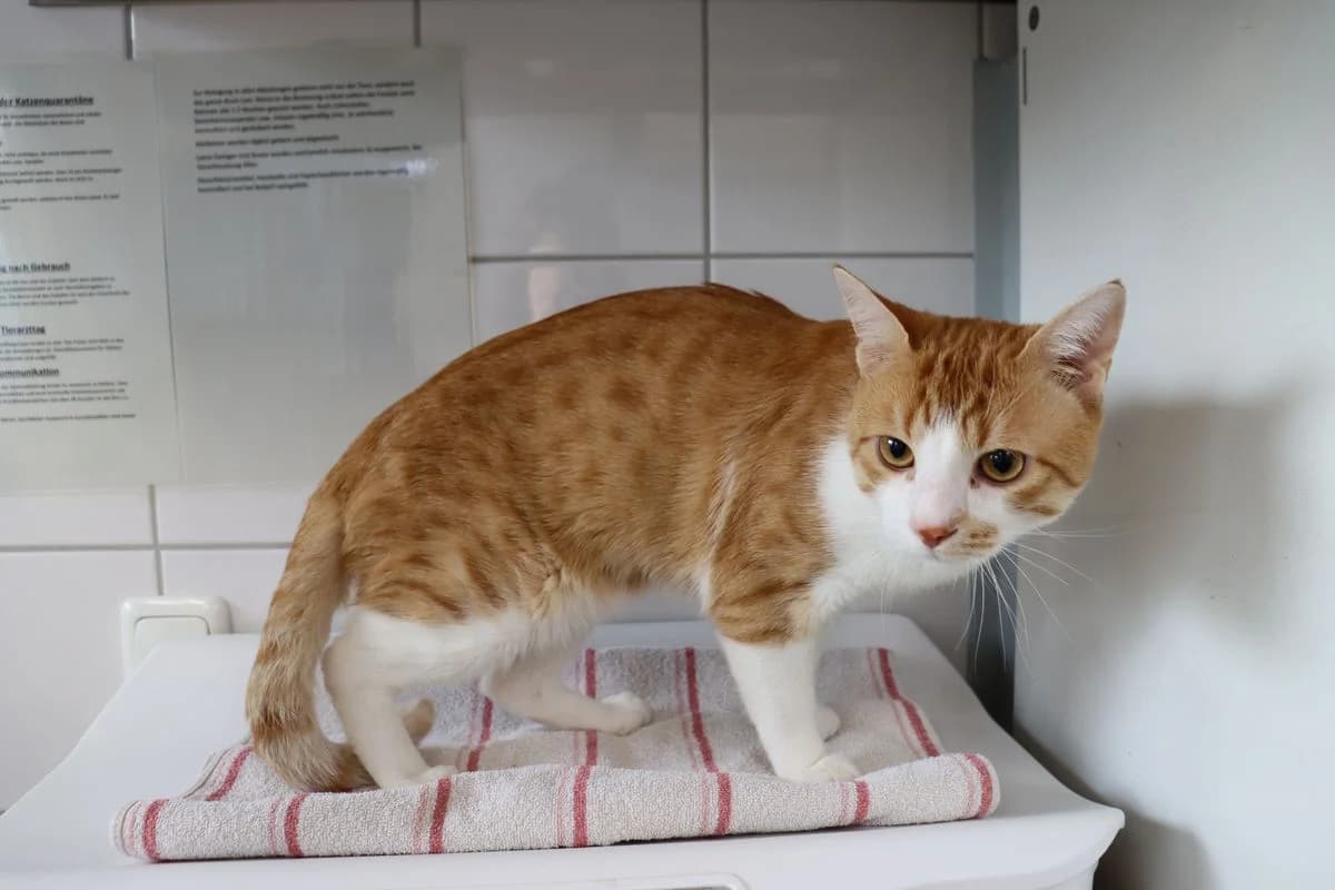 Terry, male young European Shorthair for adoption at Tierheim Mülheim, Mülheim
