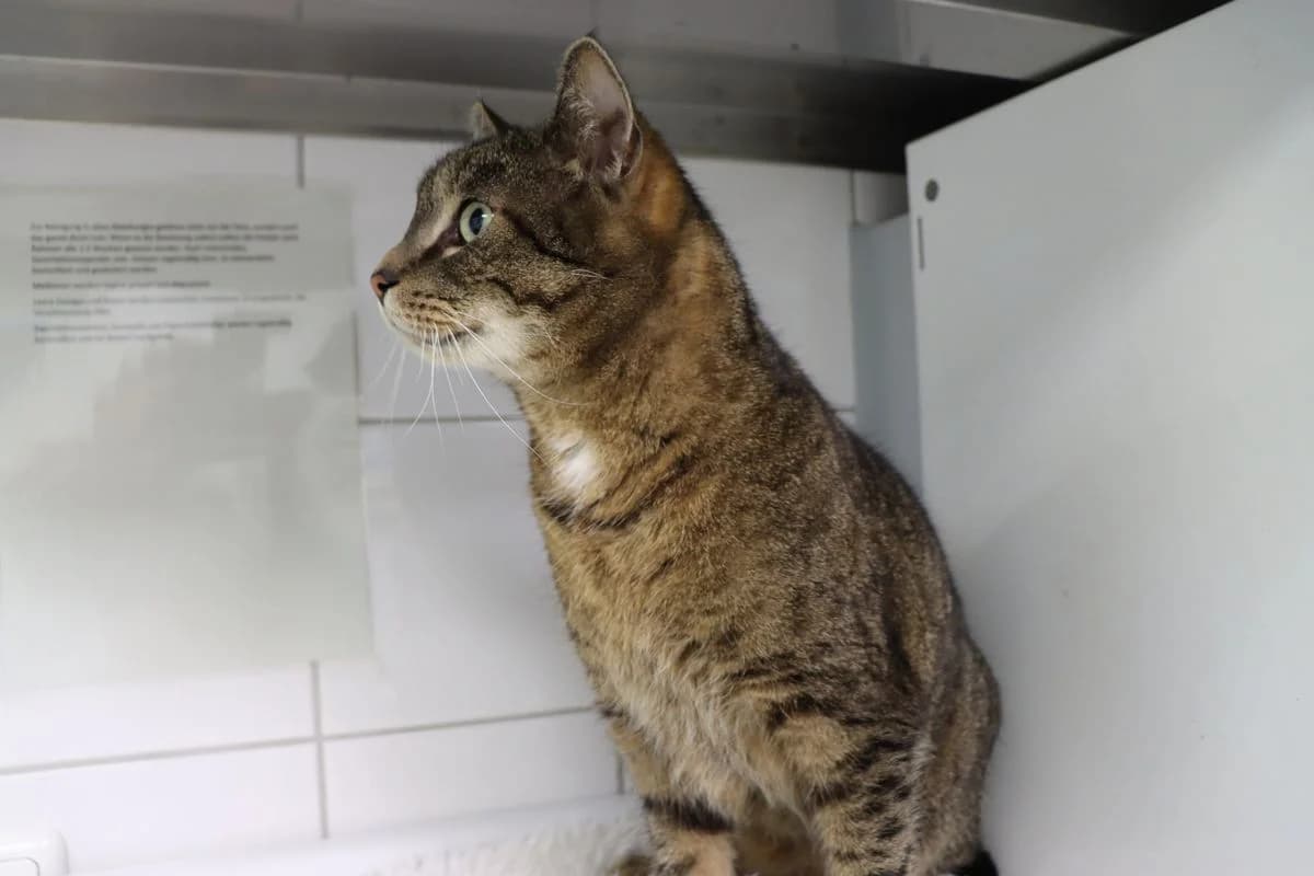 Donald und Dagobert, male senior European Shorthair for adoption at Tierheim Mülheim, Mülheim