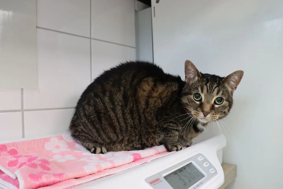 Pia & Paul, male senior European Shorthair for adoption at Tierheim Mülheim, Mülheim