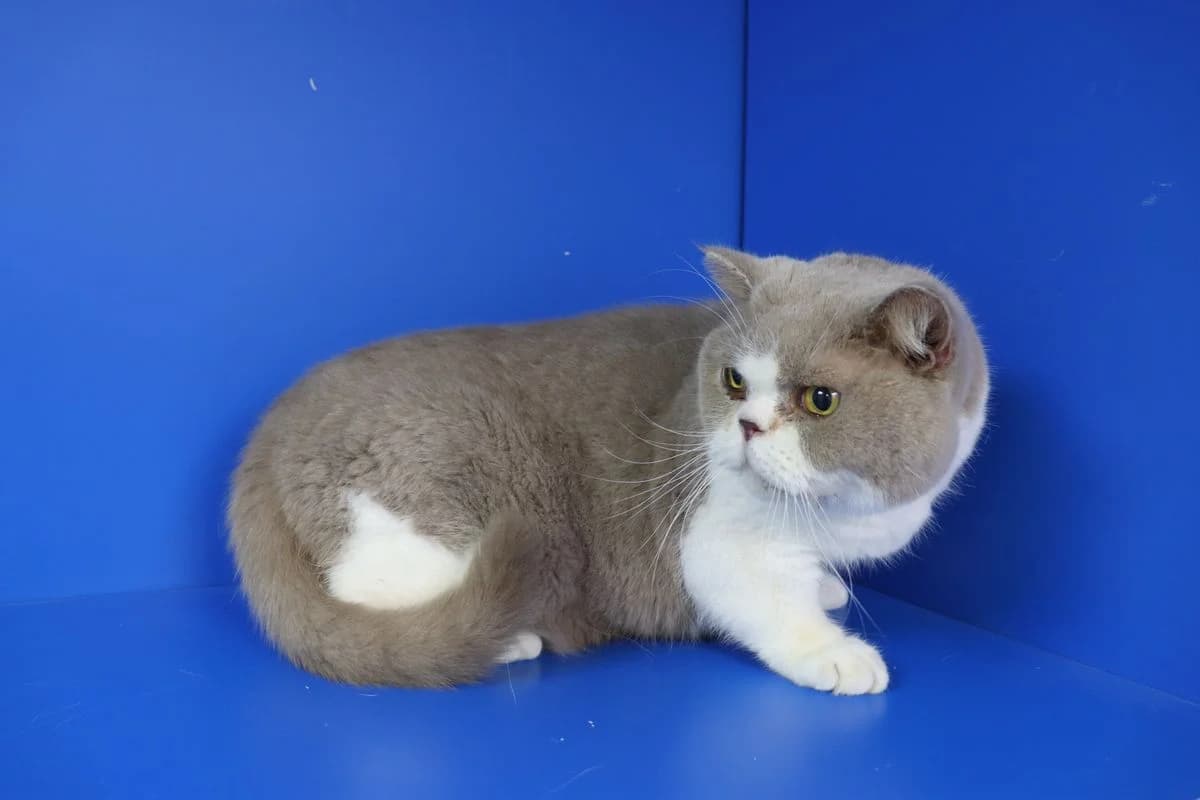 Rico, male senior British Shorthair for adoption at Tierheim Mülheim, Mülheim