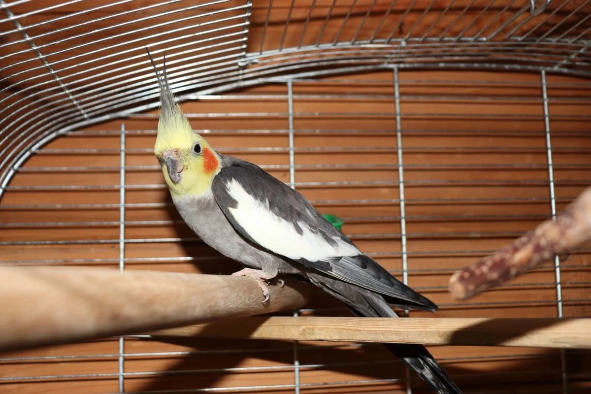 Peter, male mixed breed for adoption at Tierheim Mülheim, Mülheim