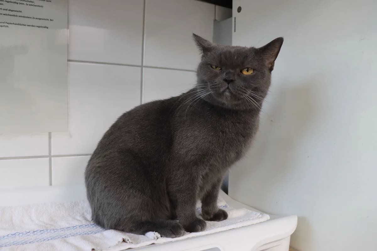 Karla, female 3yo British Shorthair for adoption at Tierheim Mülheim, Mülheim