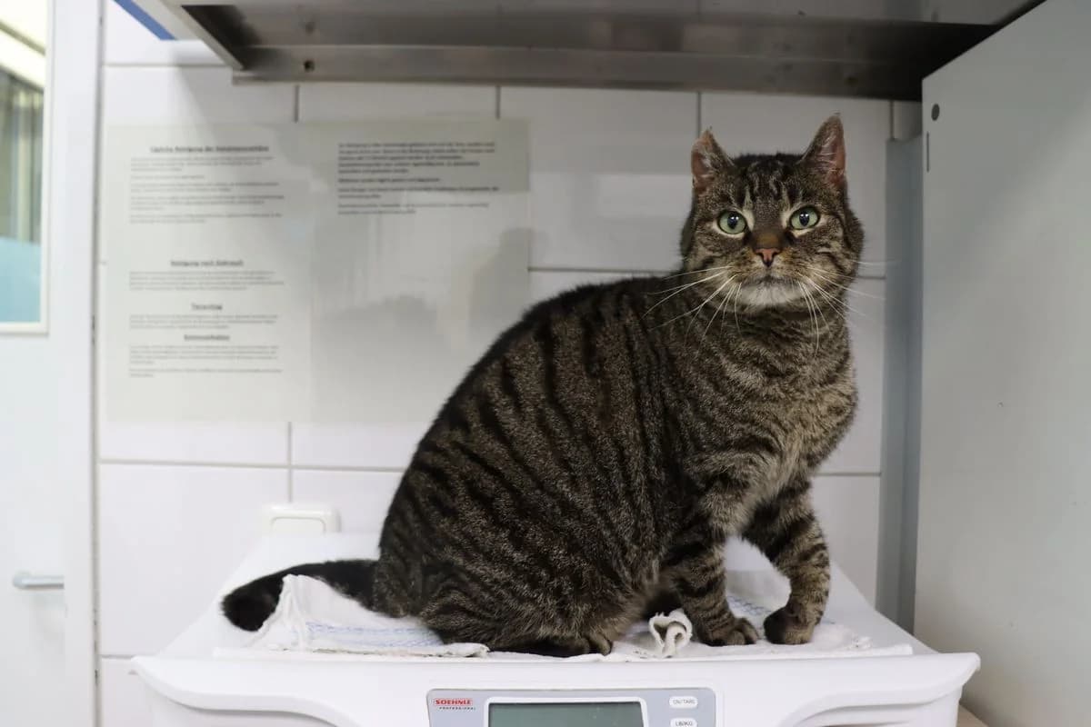 Ronni, male 6yo European Shorthair for adoption at Tierheim Mülheim, Mülheim