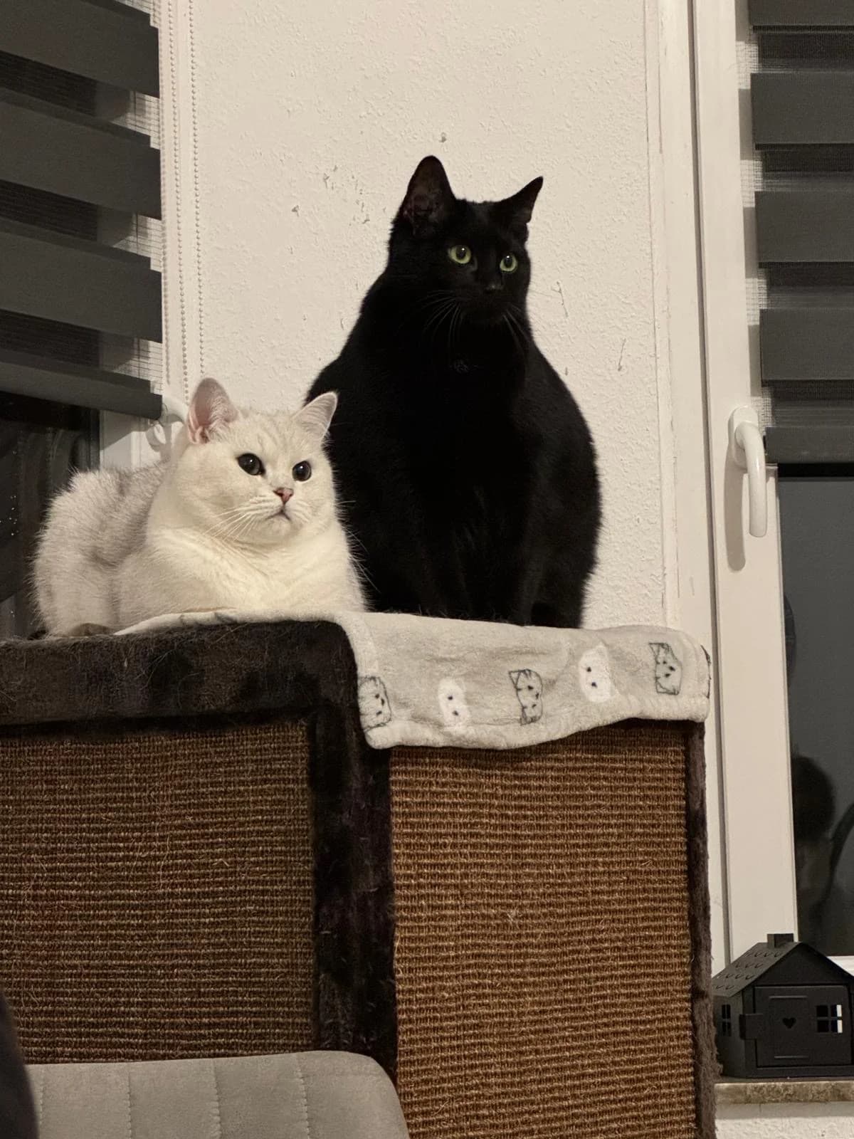 Urmel & Pooh, male 7yo European Shorthair for adoption at Tierheim Mülheim, Mülheim