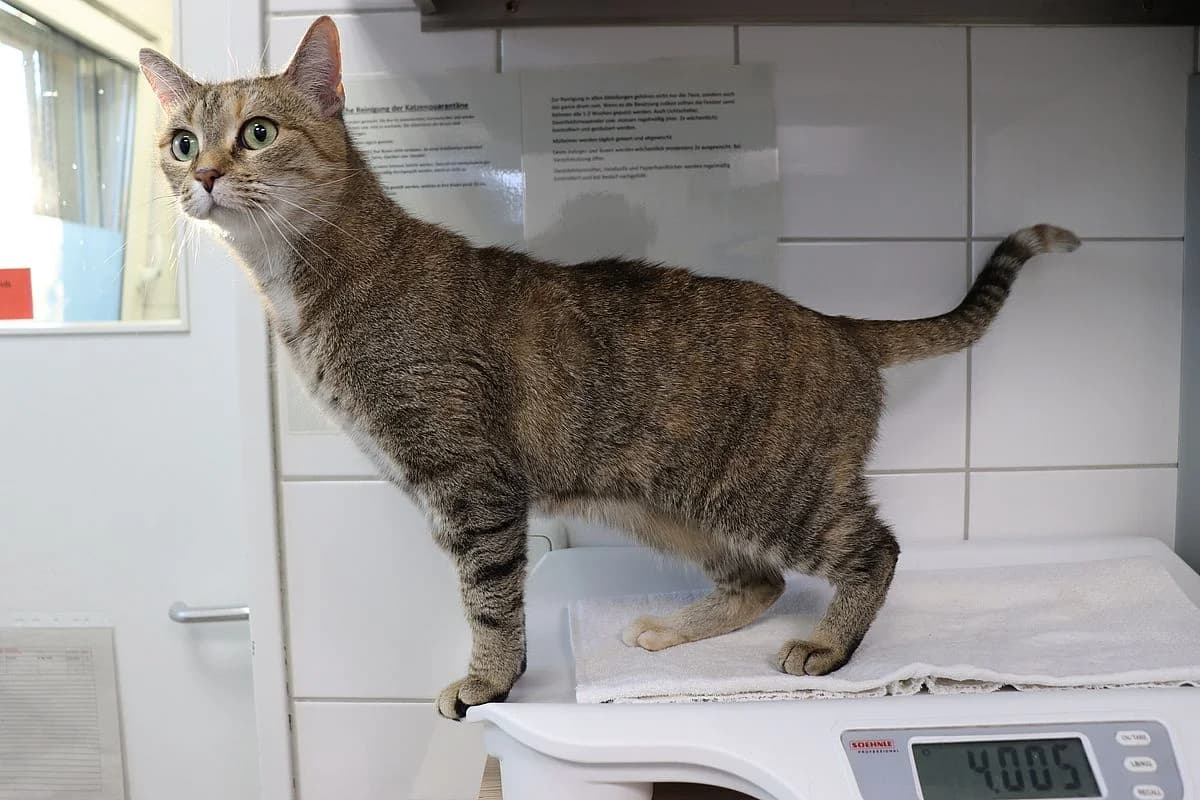 Matcha, female 5yo European Shorthair for adoption at Tierheim Mülheim, Mülheim