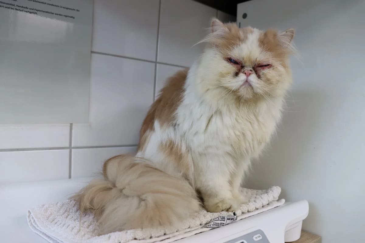 Aurelio, male 4yo Persian for adoption at Tierheim Mülheim, Mülheim