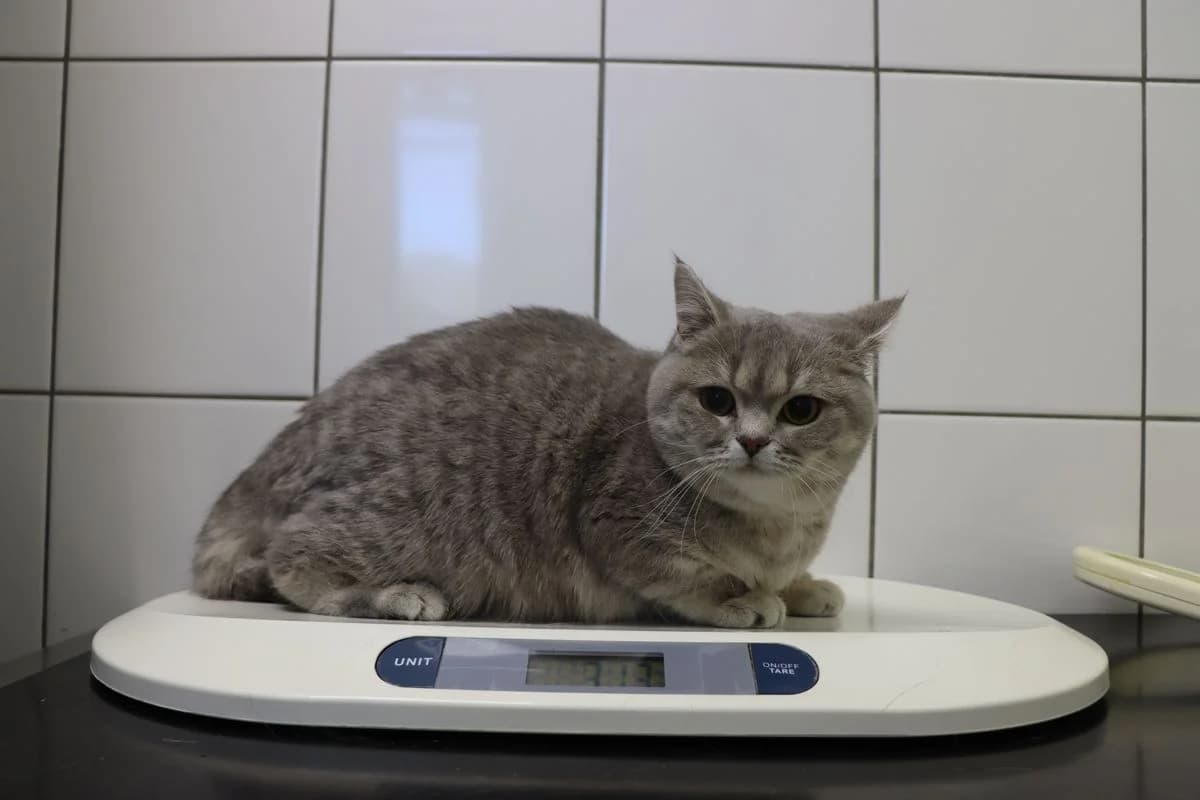 Bonny, female young British Shorthair for adoption at Tierheim Mülheim, Mülheim
