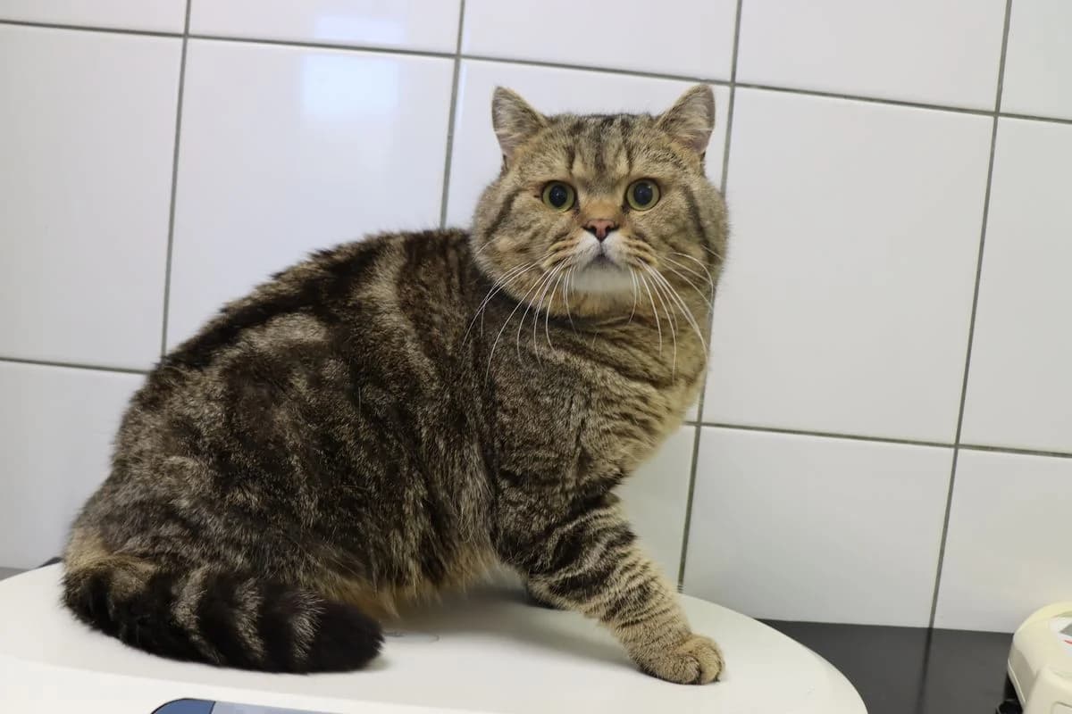 Bert, male 6yo British Shorthair for adoption at Tierheim Mülheim, Mülheim