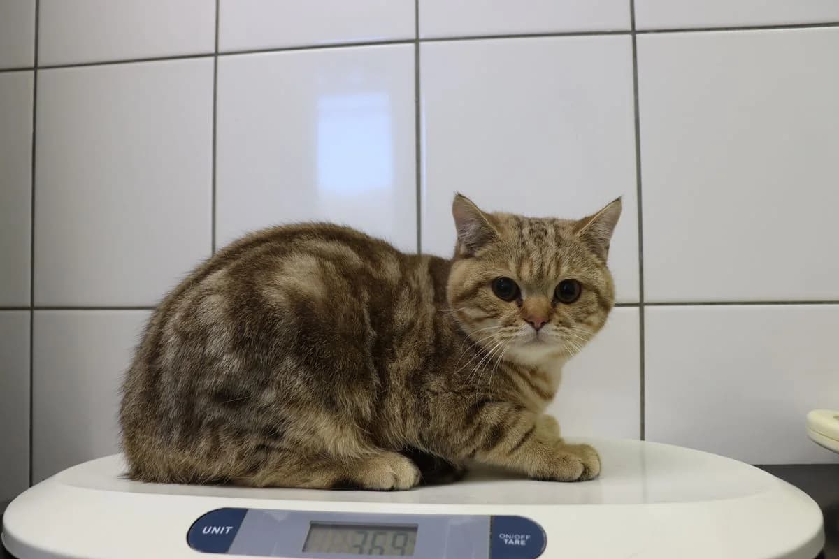 Bob, male young British Shorthair for adoption at Tierheim Mülheim, Mülheim