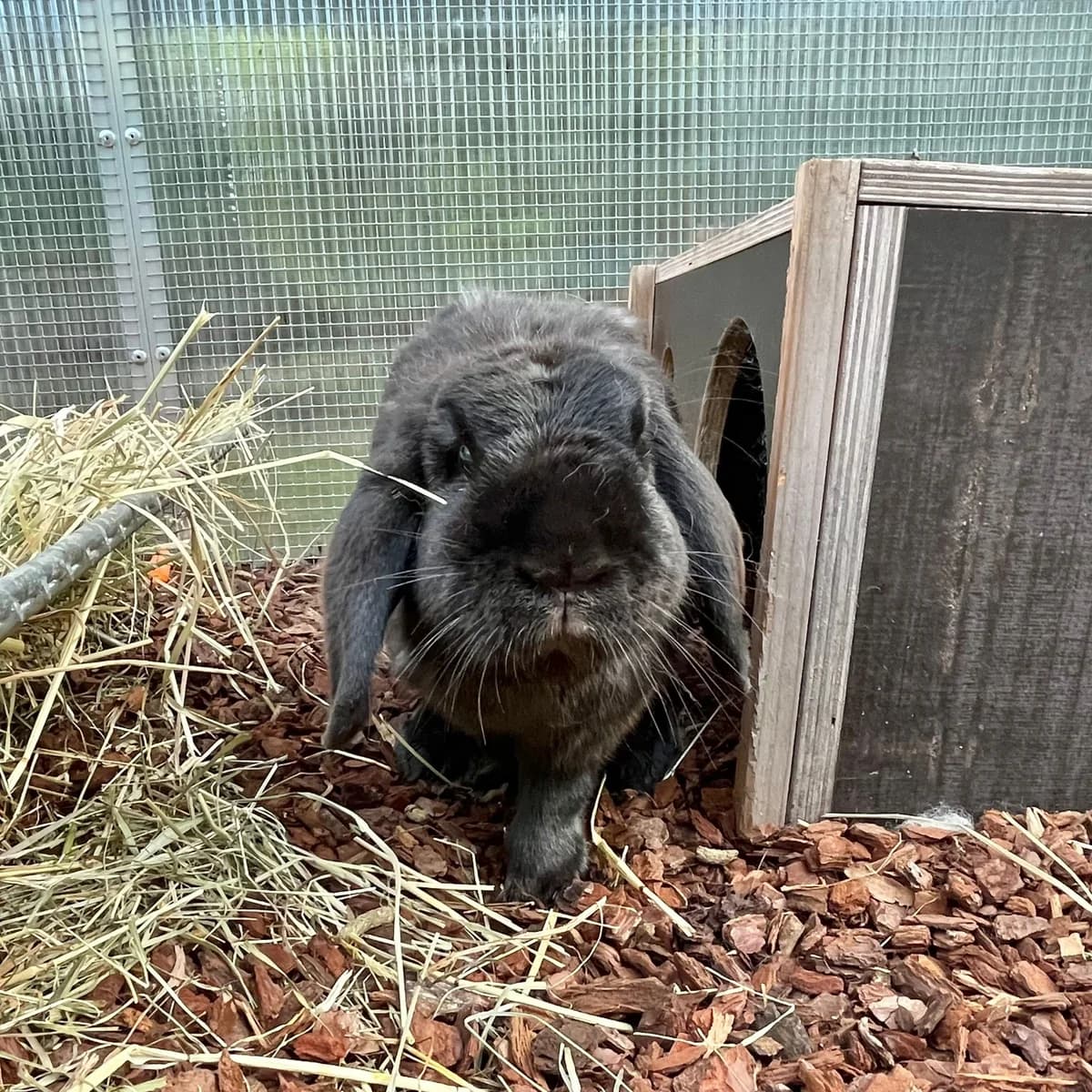 Barney,  (Tierheim Mülheim)