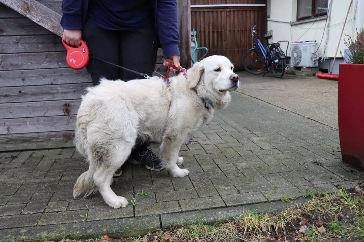 Lotti, female young Golden Retriever for adoption at Tierheim Mülheim, Mülheim
