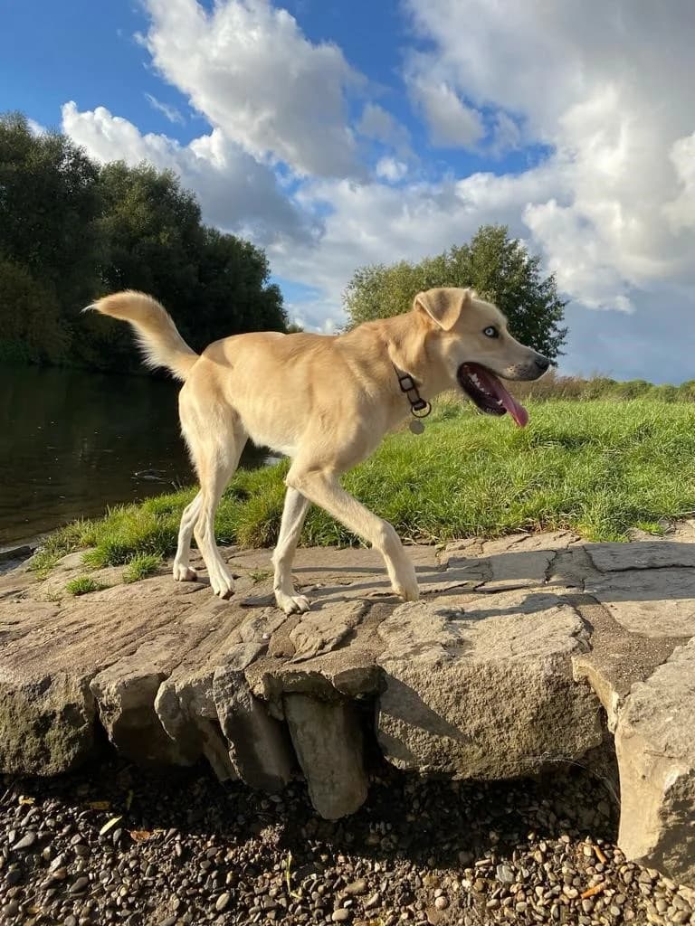 Nikos, male 3yo mixed breed for adoption at Tierheim Mülheim, Mülheim