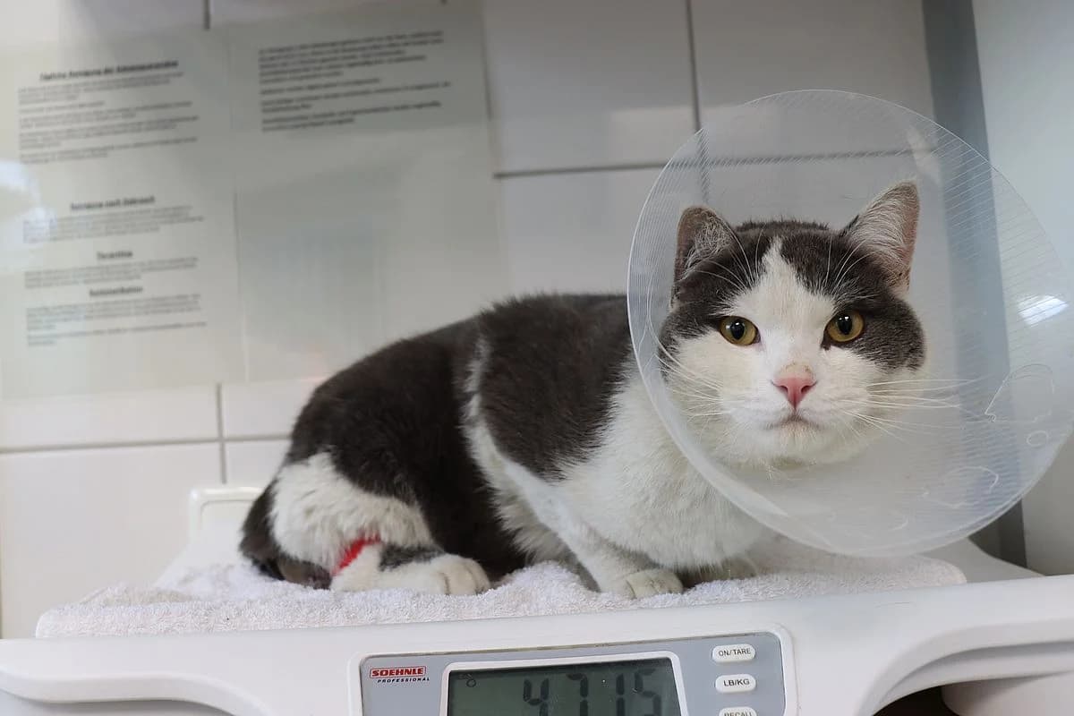 Toni, male 4yo European Shorthair for adoption at Tierheim Mülheim, Mülheim