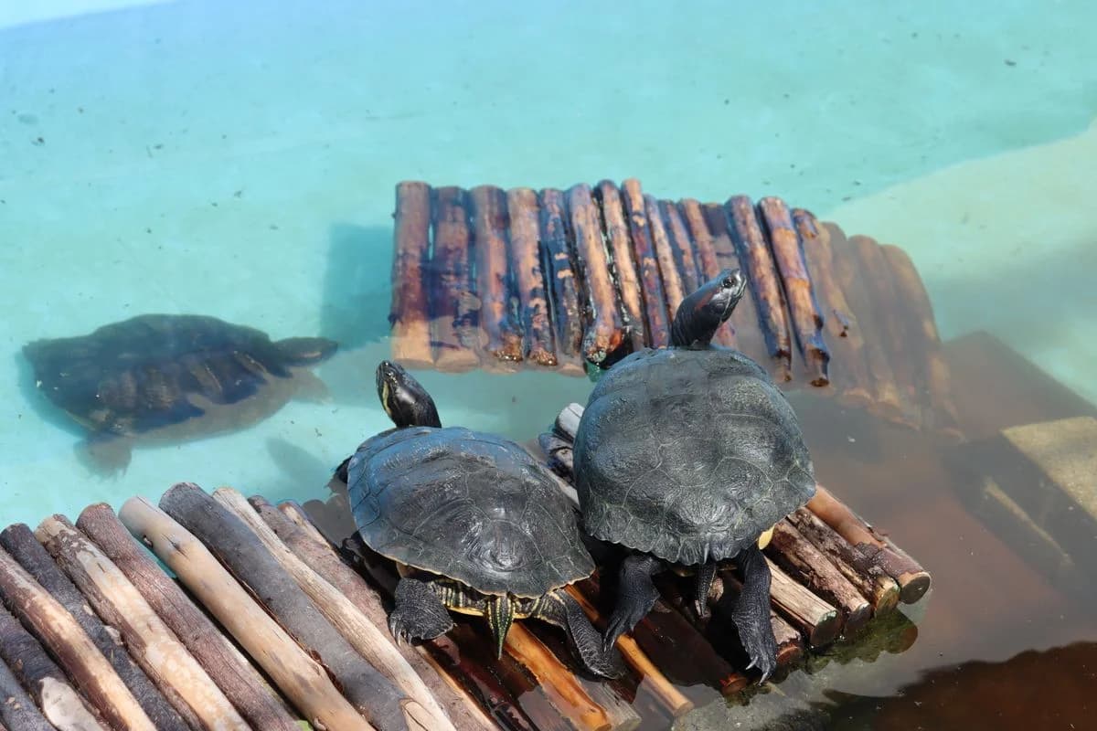Wasserschildkröten, female mixed breed for adoption at Tierheim Mülheim, Mülheim