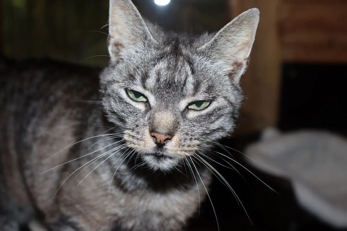 Zilly, female senior European Shorthair for adoption at Tierheim Mülheim, Mülheim