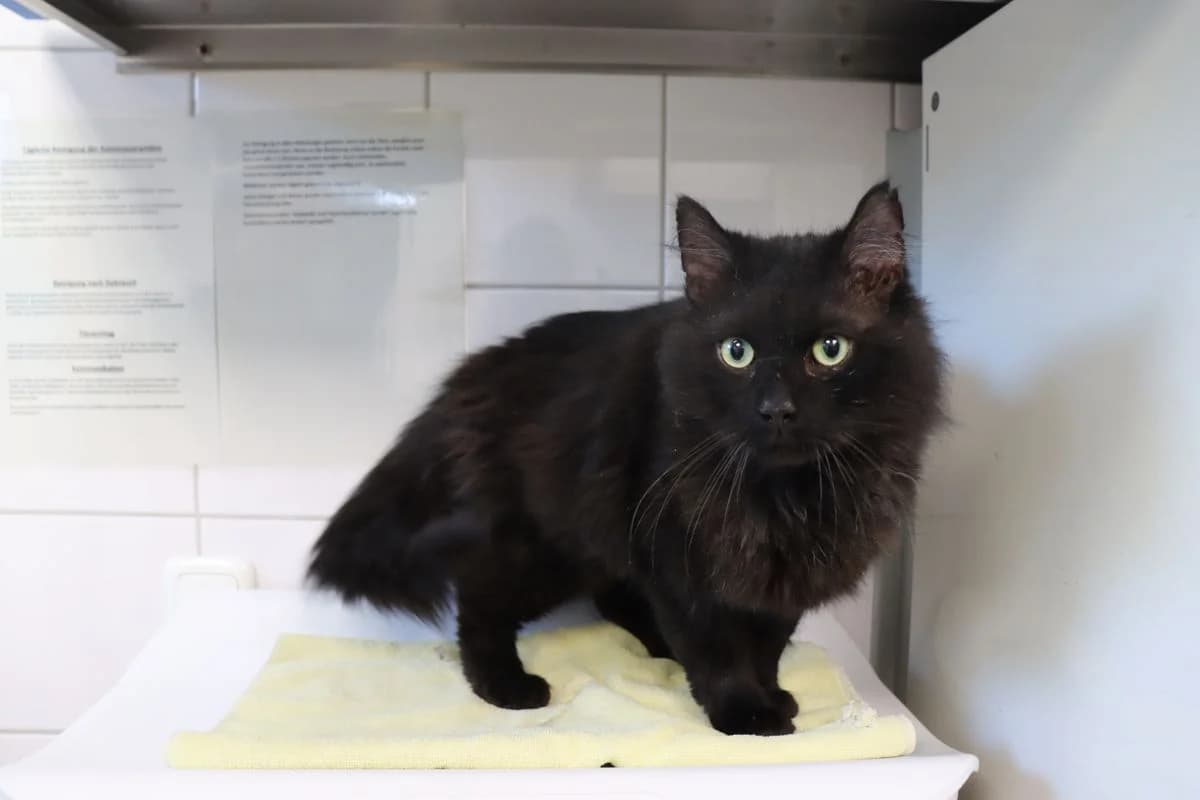 Lorenzo, male 5yo European Shorthair for adoption at Tierheim Mülheim, Mülheim