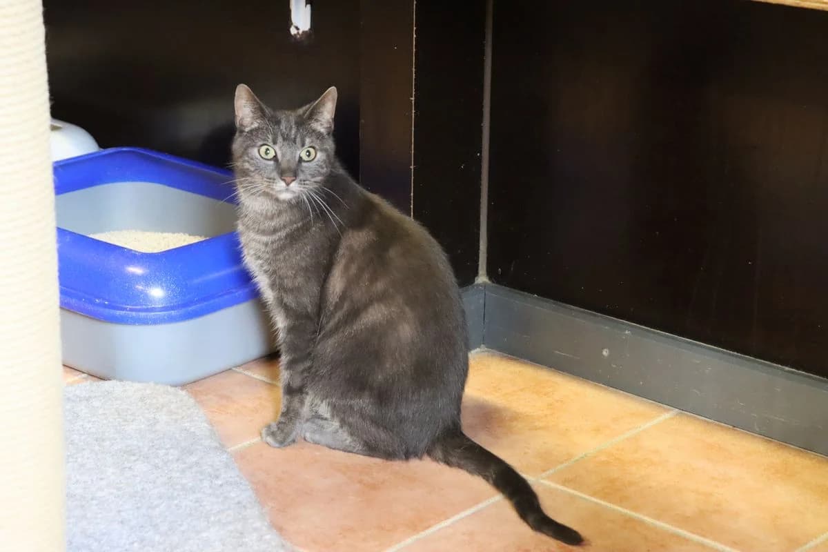 Dusty, male 3yo European Shorthair for adoption at Tierheim Mülheim, Mülheim