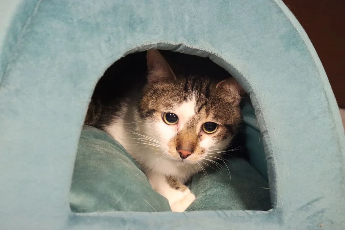 Neo, male young European Shorthair for adoption at Tierheim Mülheim, Mülheim