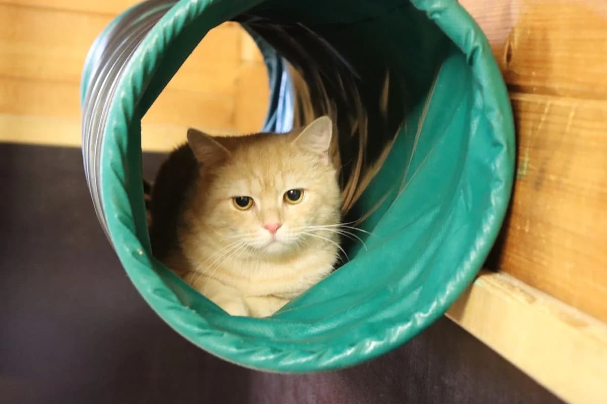 Alf, male young British Shorthair for adoption at Tierheim Mülheim, Mülheim