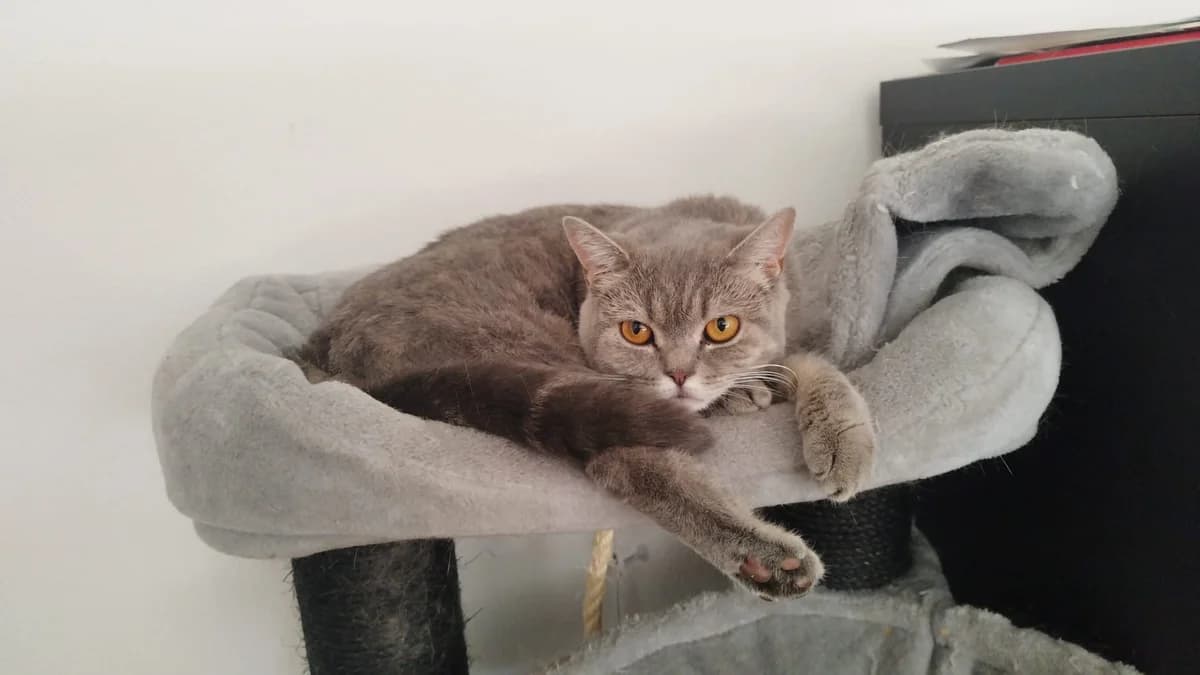 Sunny, female young European Shorthair for adoption at Tierheim Mülheim, Mülheim