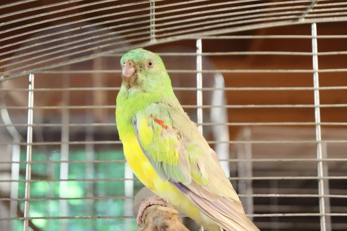 Caruso, male mixed breed for adoption at Tierheim Mülheim, Mülheim
