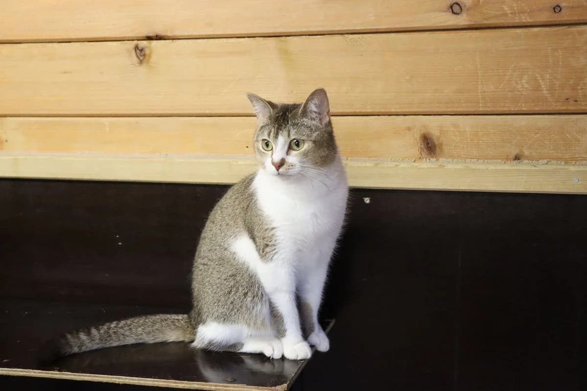 Kitty, female young European Shorthair for adoption at Tierheim Mülheim, Mülheim