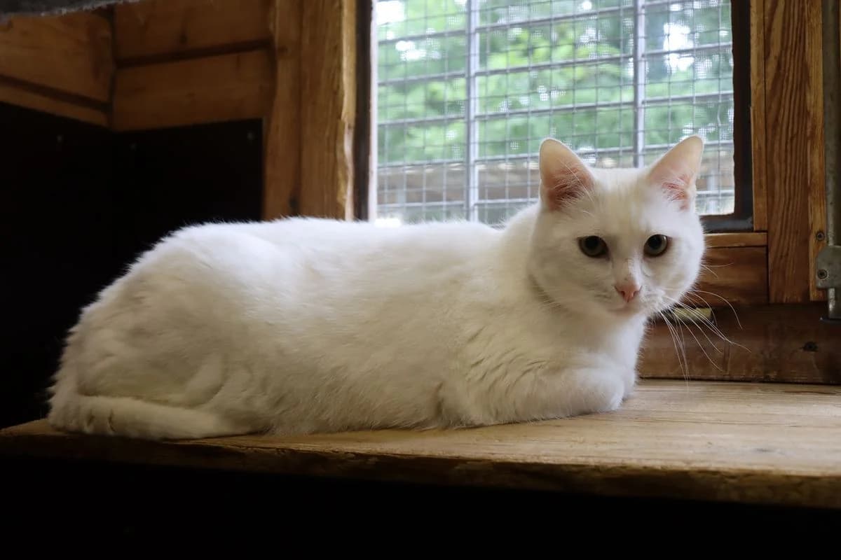 Gonzo, male 4yo European Shorthair for adoption at Tierheim Mülheim, Mülheim