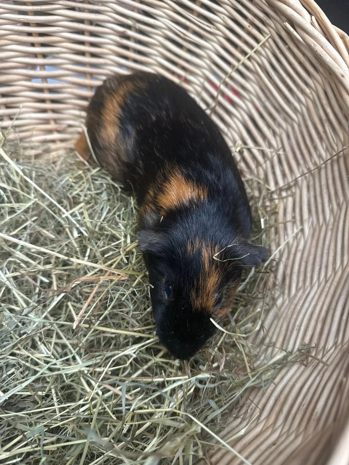 Knöpfchen, male young mixed breed for adoption at Tierheim Mülheim, Mülheim