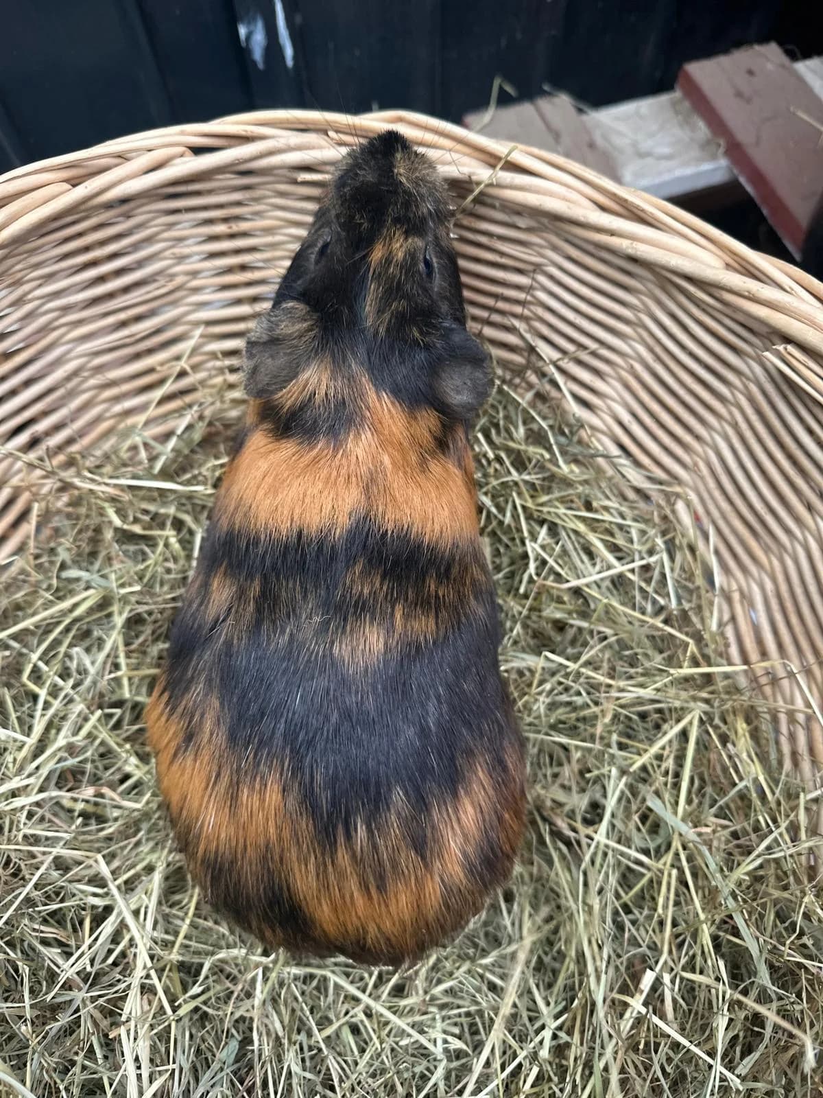 Peanut, male young mixed breed for adoption at Tierheim Mülheim, Mülheim