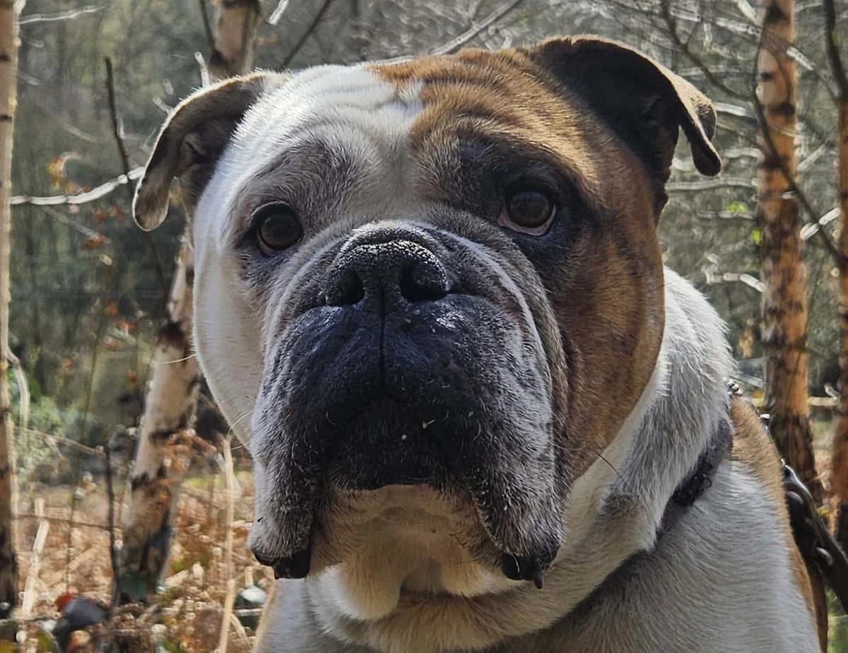 Loui, male 5yo English Bulldog for adoption at Tierheim Mülheim, Mülheim