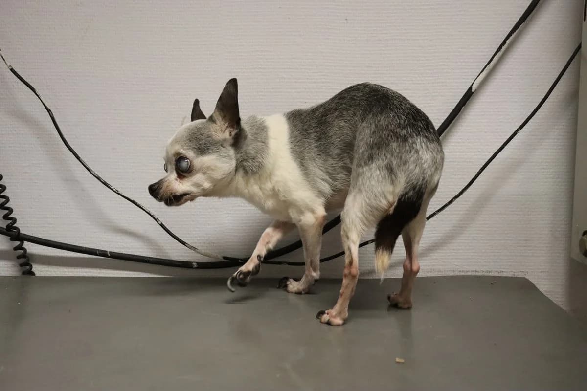 Pico und Lino, grau male senior Chihuahua for adoption at Tierheim Mülheim, Mülheim