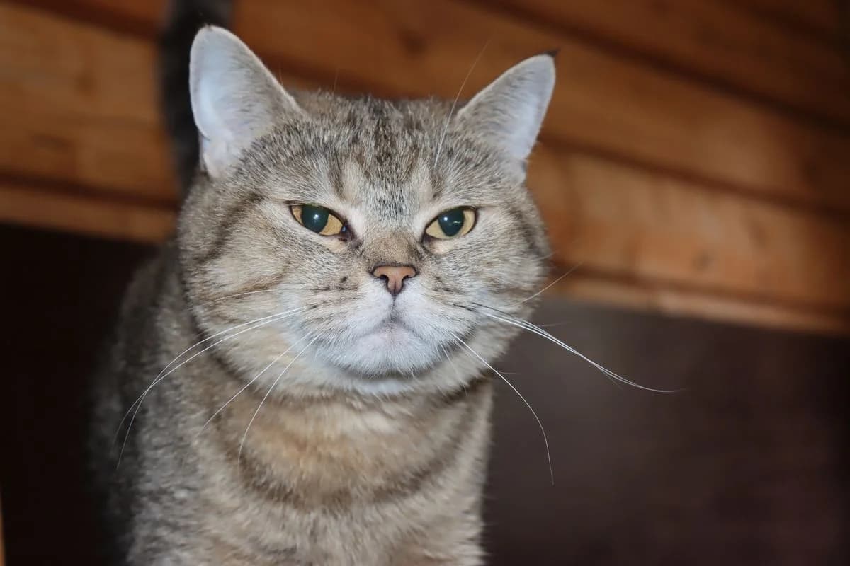 Berta, female 5yo British Shorthair for adoption at Tierheim Mülheim, Mülheim