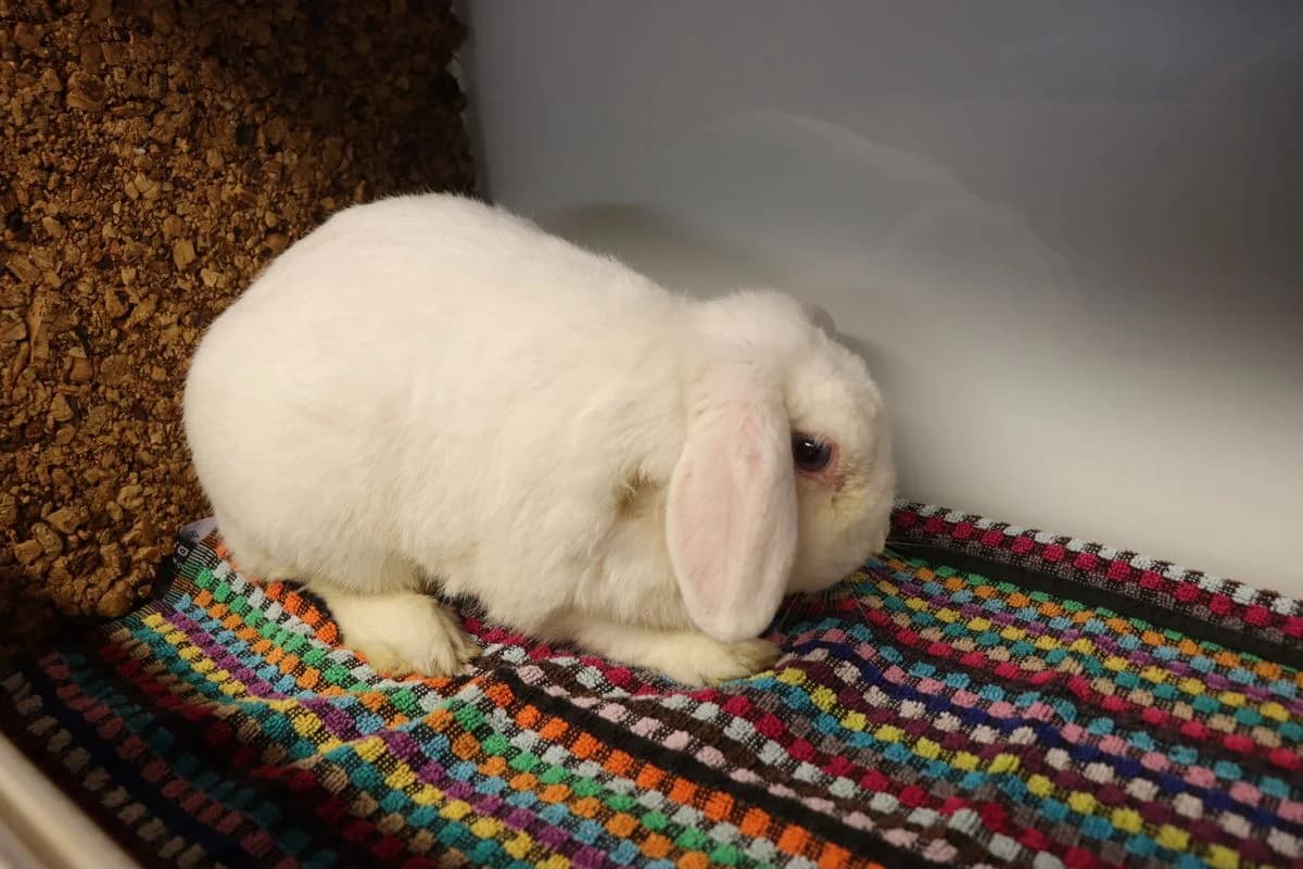 Shiro,  (Tierheim Mülheim)