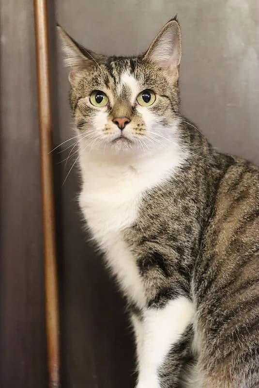 Nala, female 6yo European Shorthair for adoption at Tierheim Mülheim, Mülheim