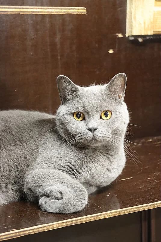 Blueberry, male 5yo British Shorthair for adoption at Tierheim Mülheim, Mülheim