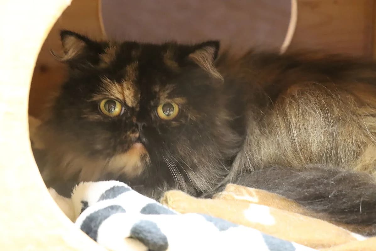 Xenia, female 3yo Persian for adoption at Tierheim Mülheim, Mülheim