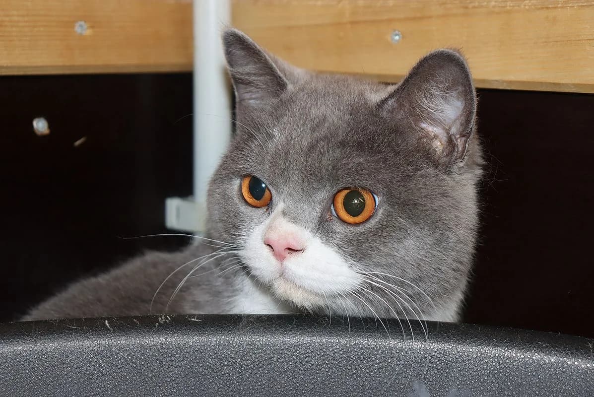 Scotti, male 4yo British Shorthair for adoption at Tierheim Mülheim, Mülheim
