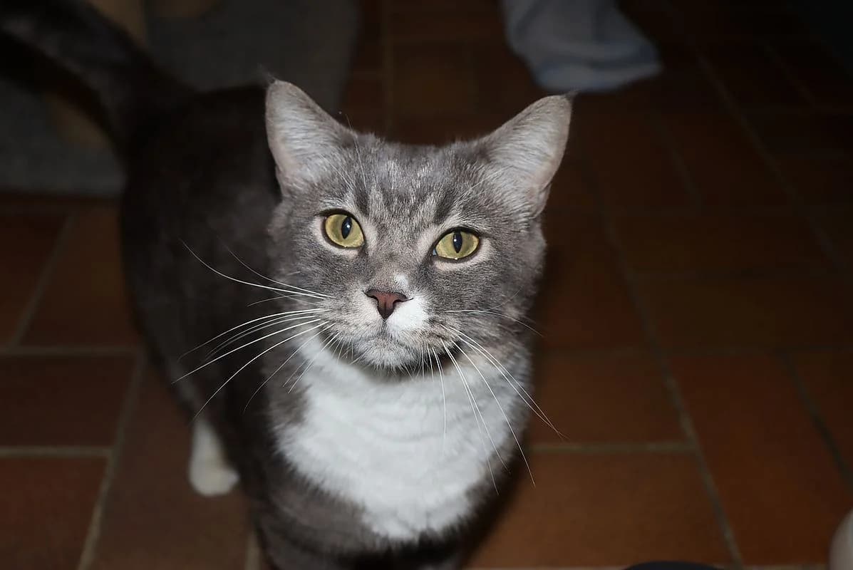 Caspar, male 4yo European Shorthair for adoption at Tierheim Mülheim, Mülheim