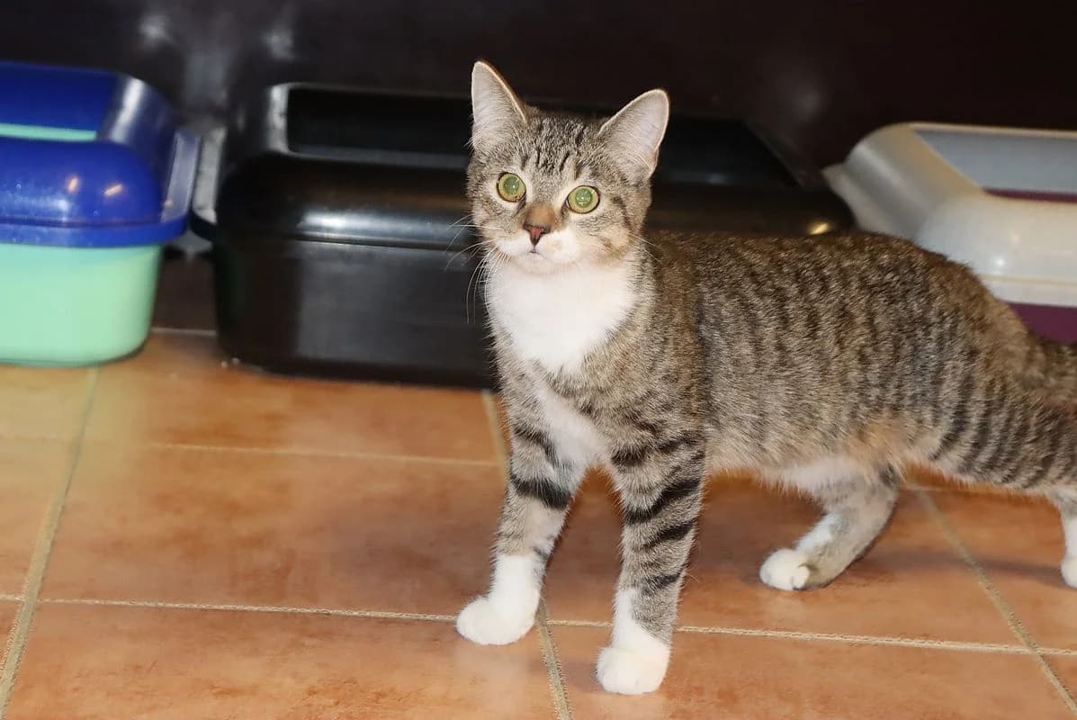Kiki, female puppy European Shorthair for adoption at Tierheim Mülheim, Mülheim