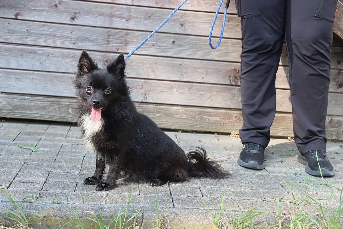 Pepe und Pina, male 4yo Mixed Breed for adoption at Tierheim Mülheim, Mülheim
