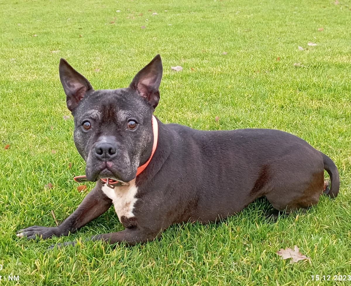 Vito, male senior English Bulldog for adoption at Tierheim Mülheim, Mülheim
