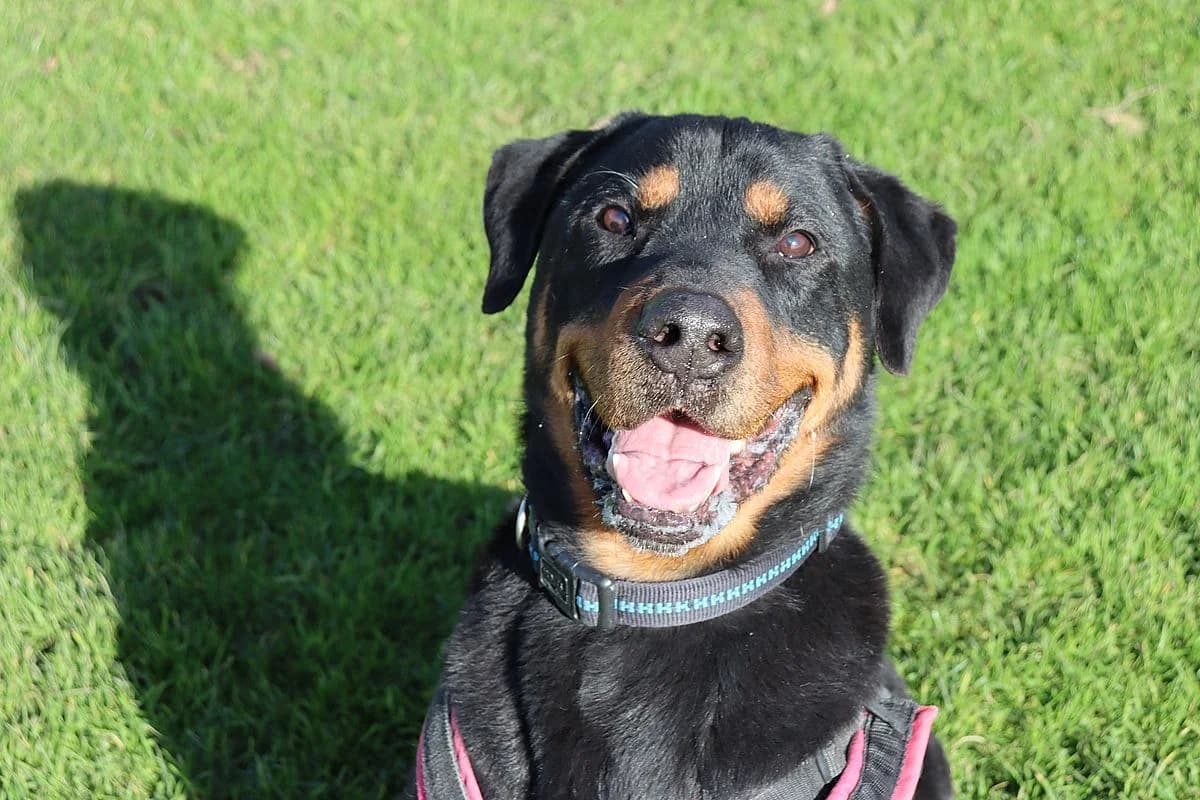 Bronko, male senior Rottweiler for adoption at Tierheim Mülheim, Mülheim