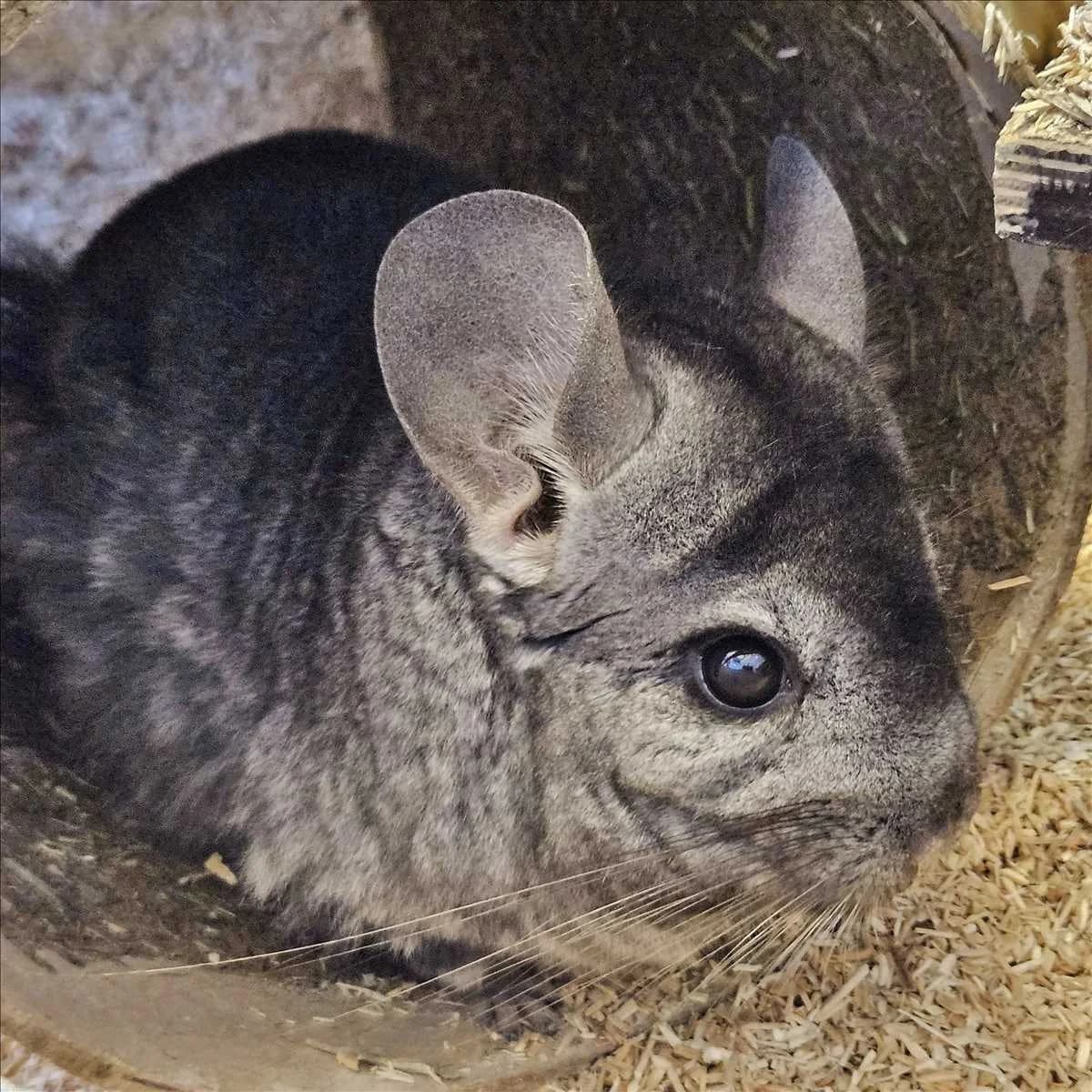 LOUISE,  (Tierheim München)