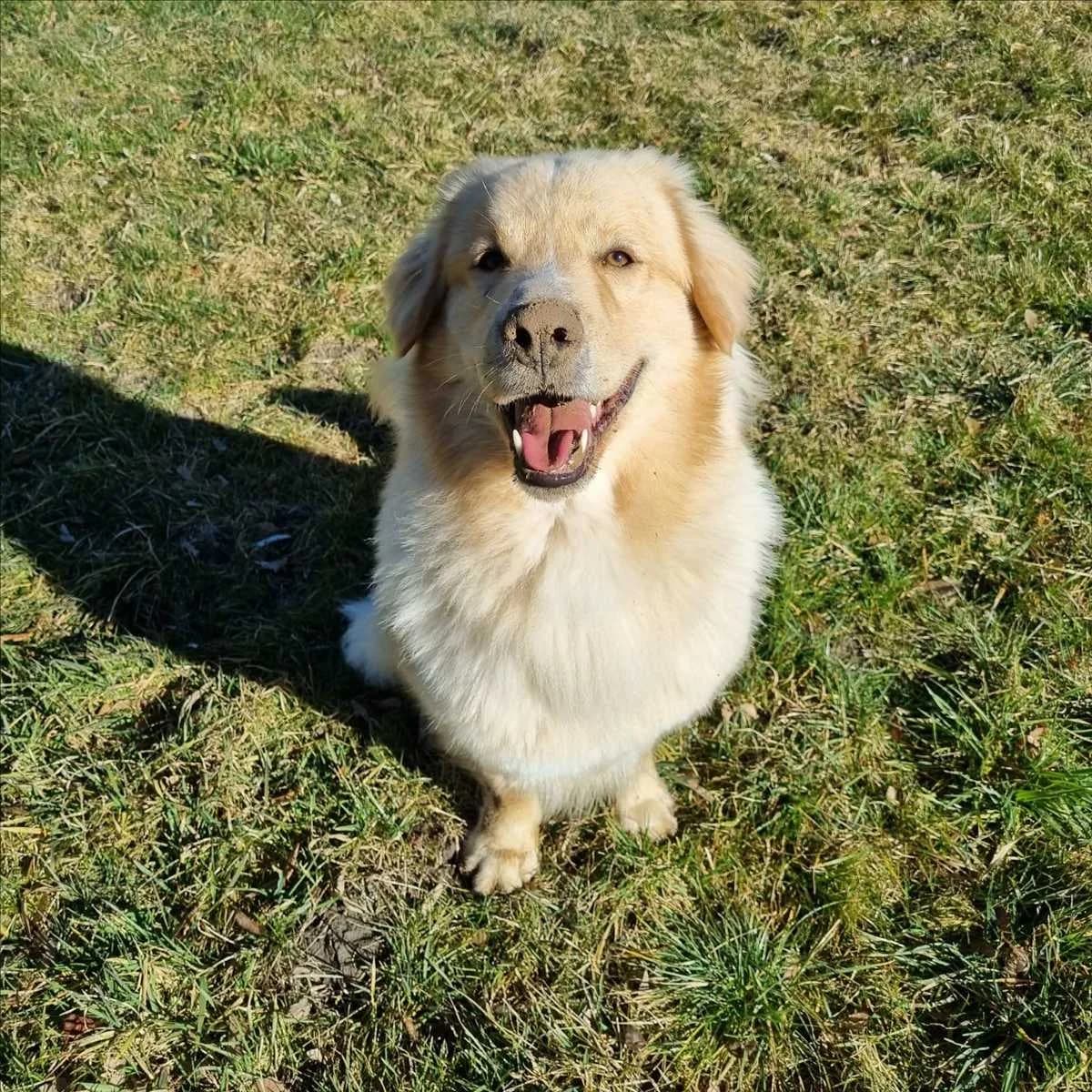 KYMA, beige male 5yo Mixed Breed for adoption at Tierheim München, Munich