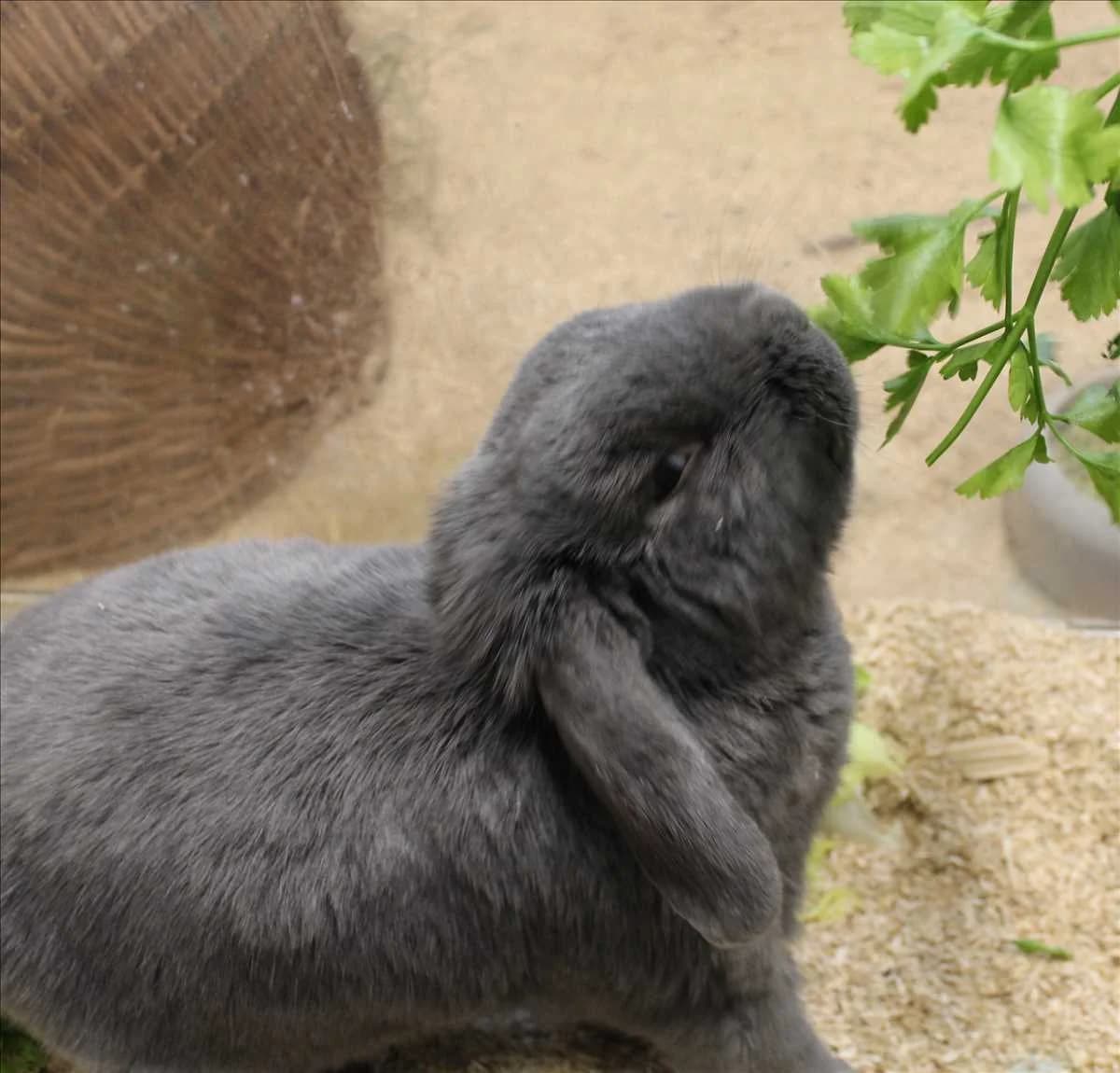 PAUL,  (Tierheim München)